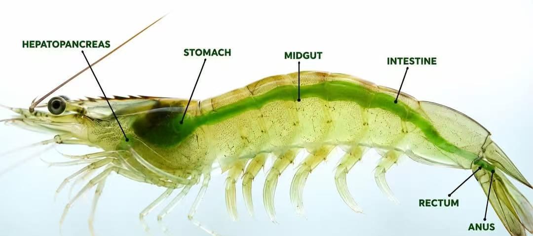 Anatomy of a whiteleg shrimp: hepatopancreas, stomach, midgut, intestine, rectum