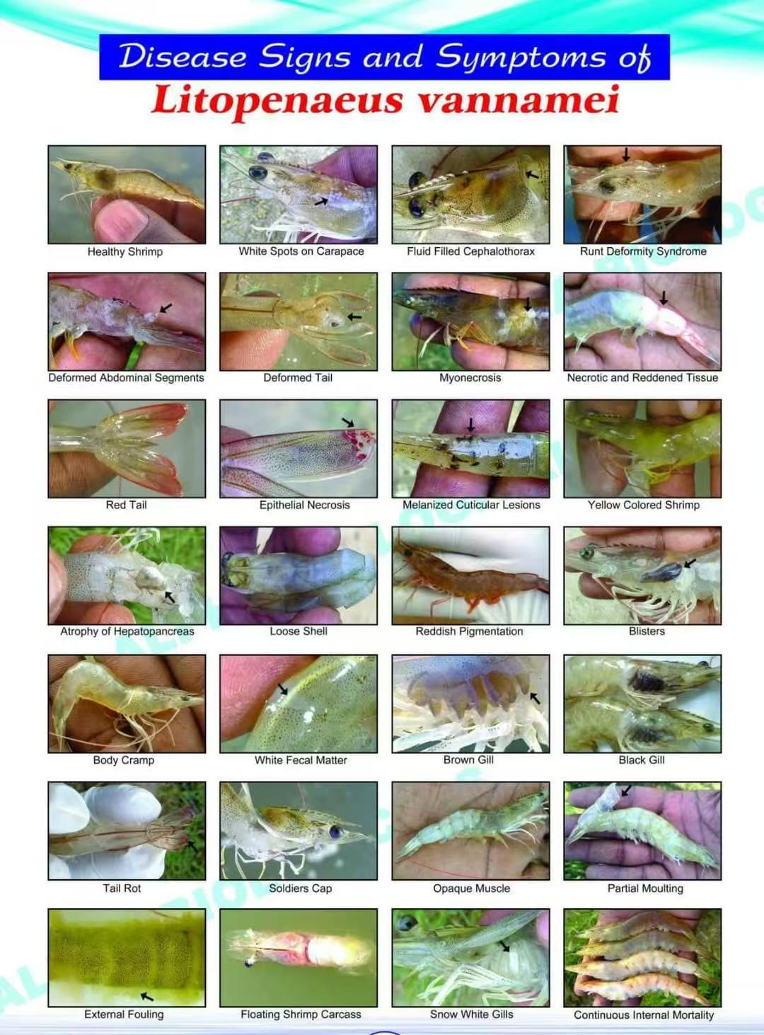 A reference chart circulated among shrimp farmers: 28 signs of disease in whiteleg shrimp, each with an arrow