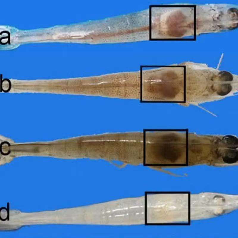Hepatopancreas (boxed) in four post-larvae. Colour and fullness of the organ vary with feed, moult stage and h