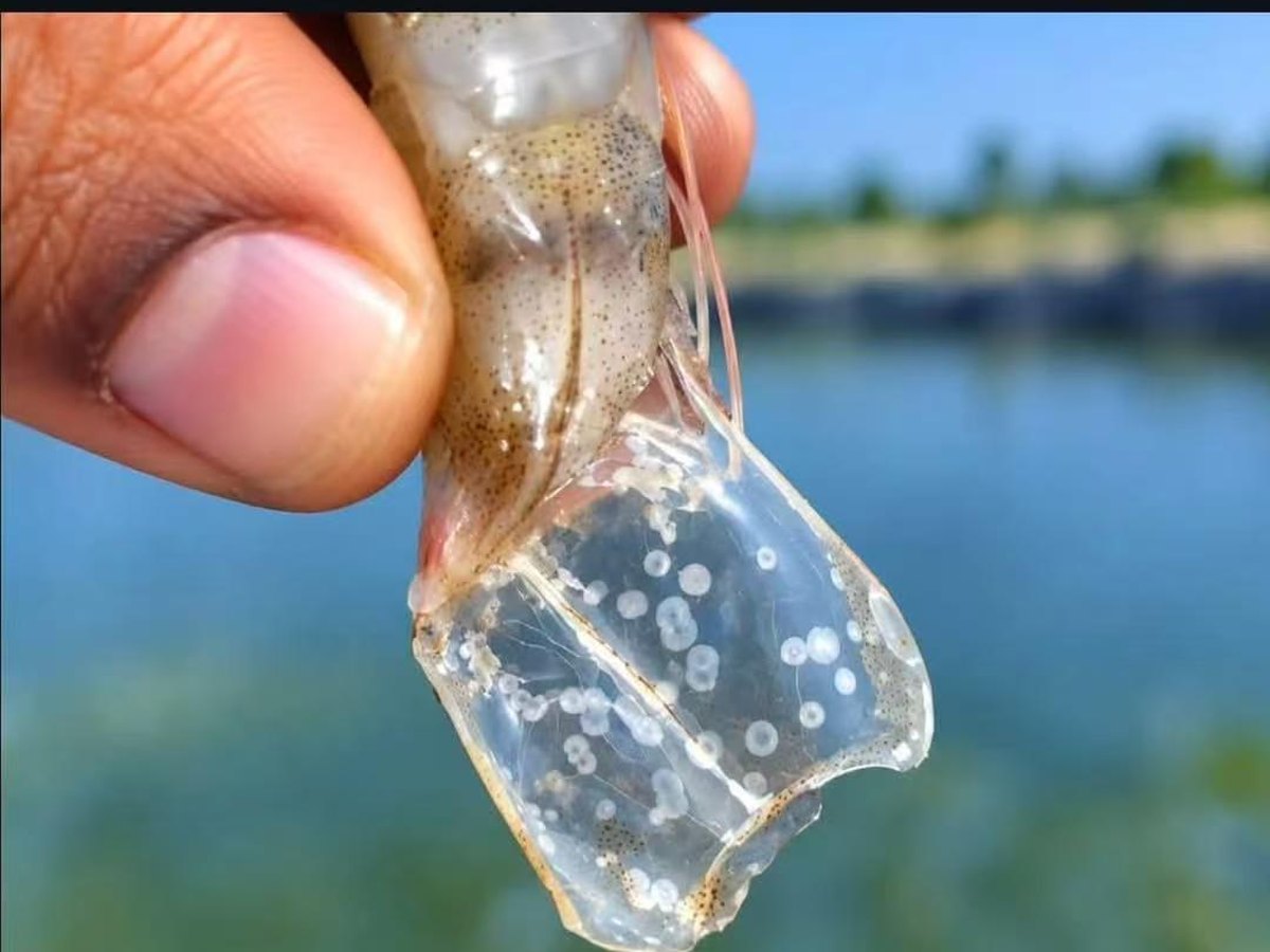 White spot syndrome: white spots on the carapace of a farmed shrimp