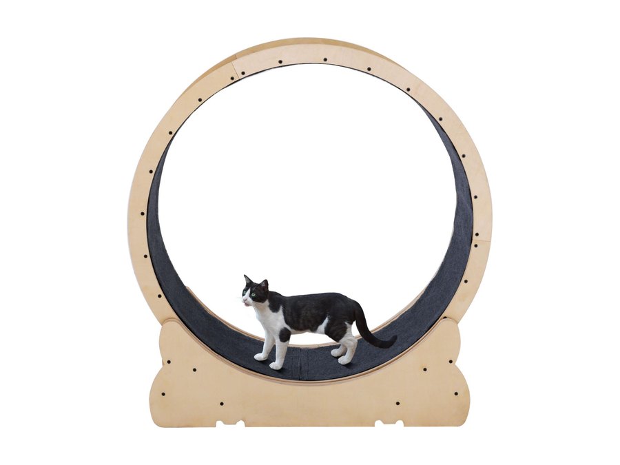 Cat exercise wheel