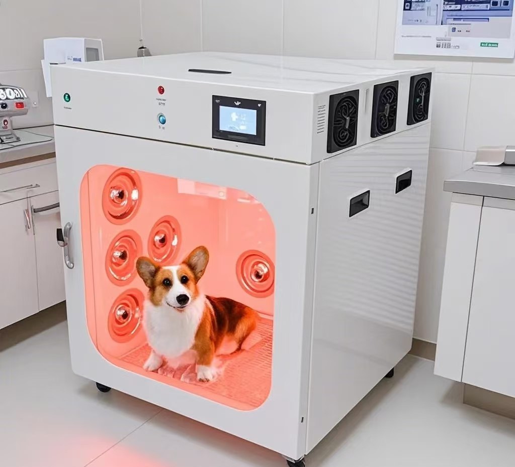 Automatic pet dryer room, medium, running with a corgi inside
