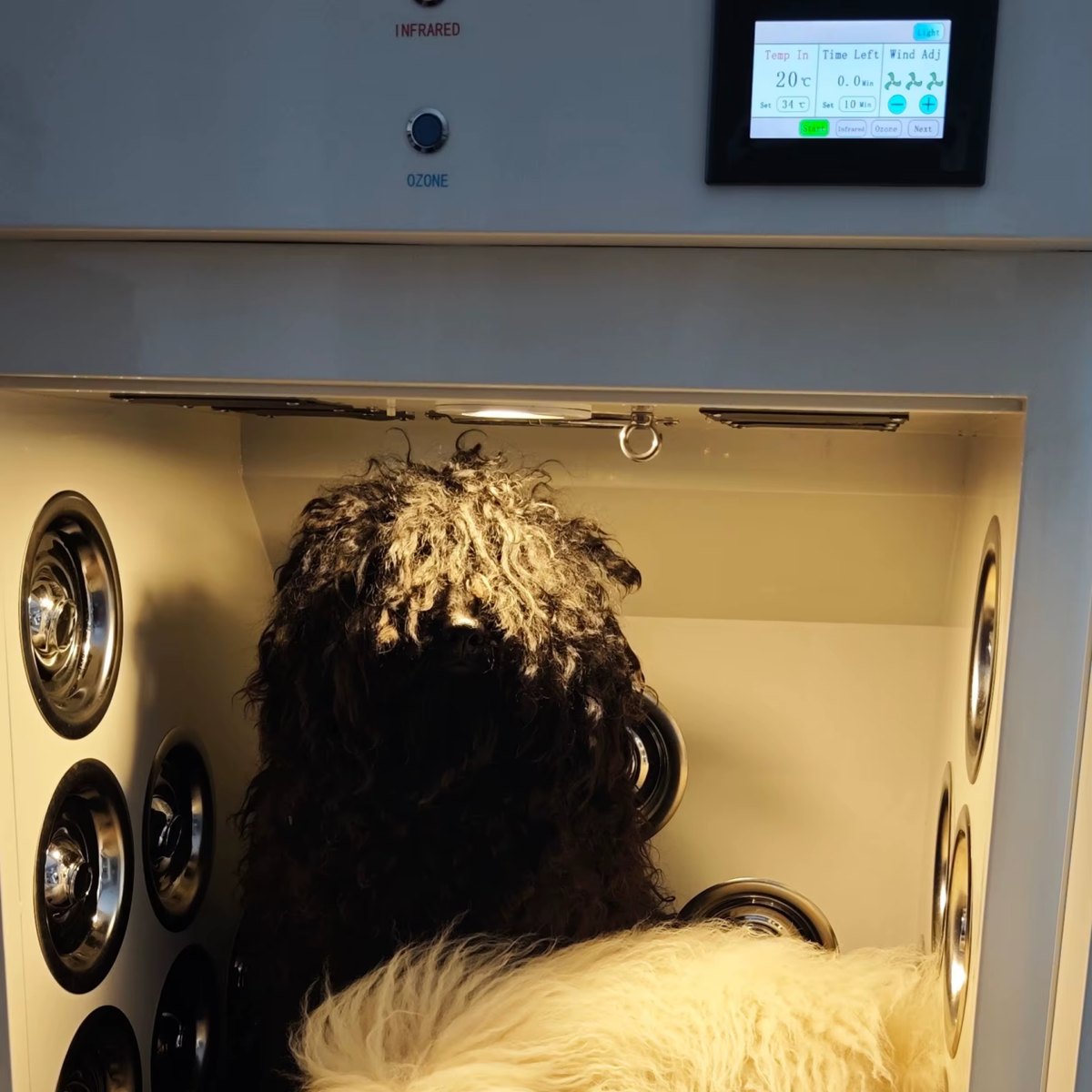 Drying cabinet in service with two dogs inside and the control panel lit