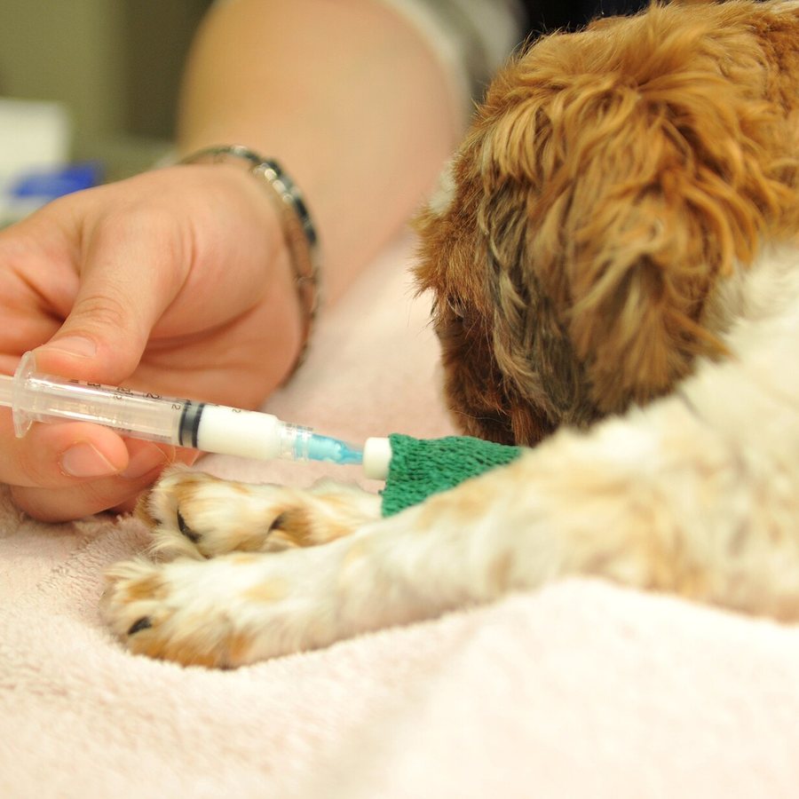 A dog's paw being prepared for a blood draw